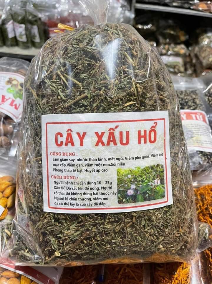 Thảo dược cây xấu hổ dành cho người xương khớp