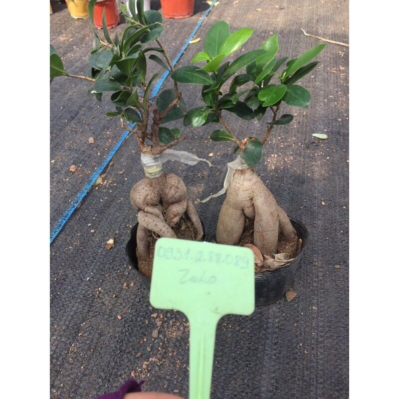 Cây si bon sai 65k cây