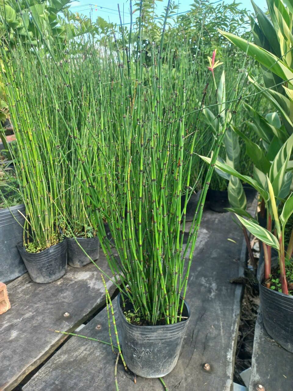 Cây thiền trúc không lá