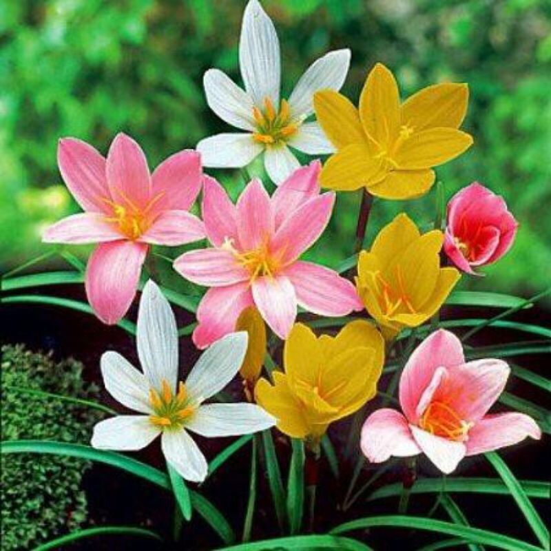 Củ hoa Huệ mưa