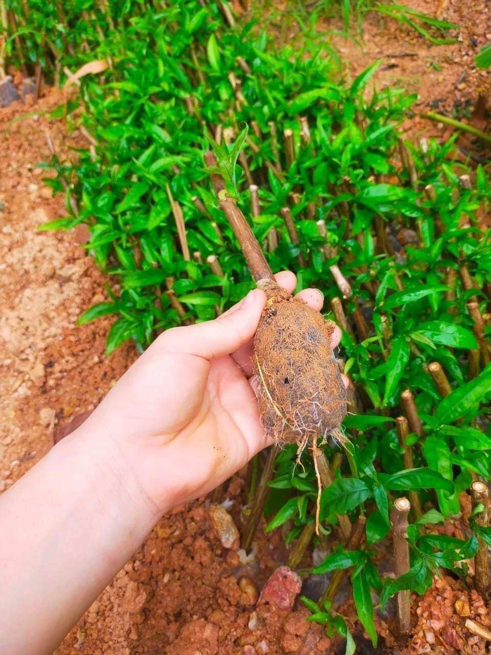 Hoàn Ngọc trắng và hoàn ngọc đỏ