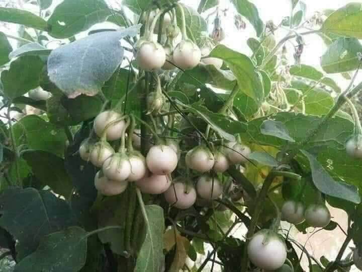 Hạt giống cà pháo trắng