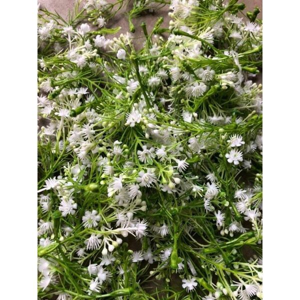 1kg Bi Hoa , Bi nụ _ Cỏ Điểm Trang Trí