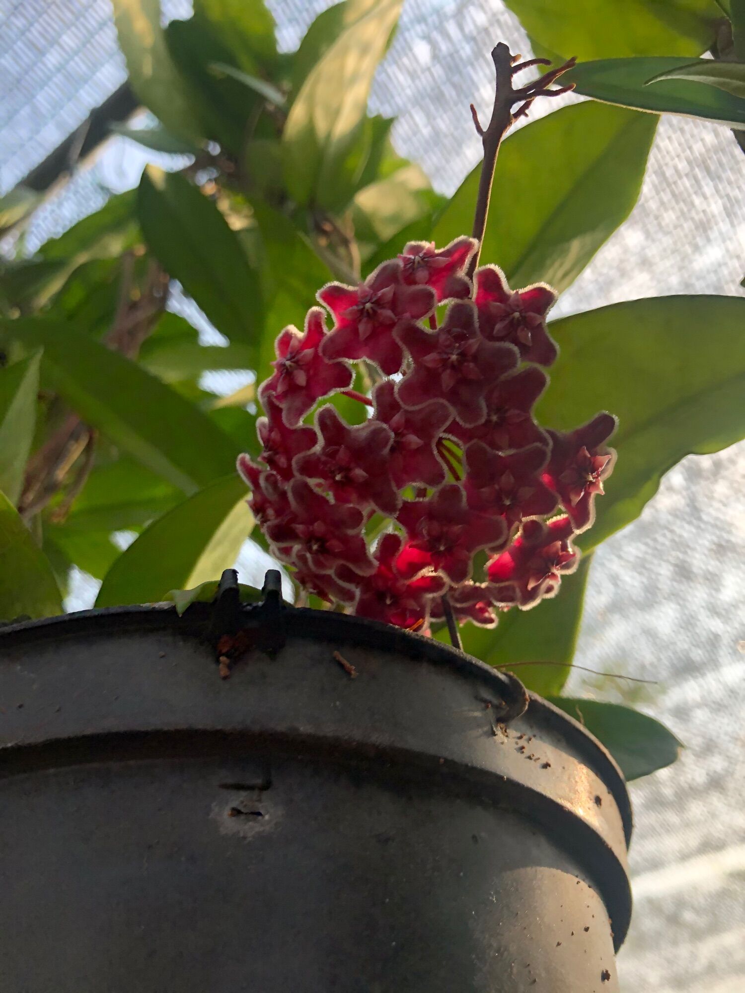 Cây giống lan Cẩm cù