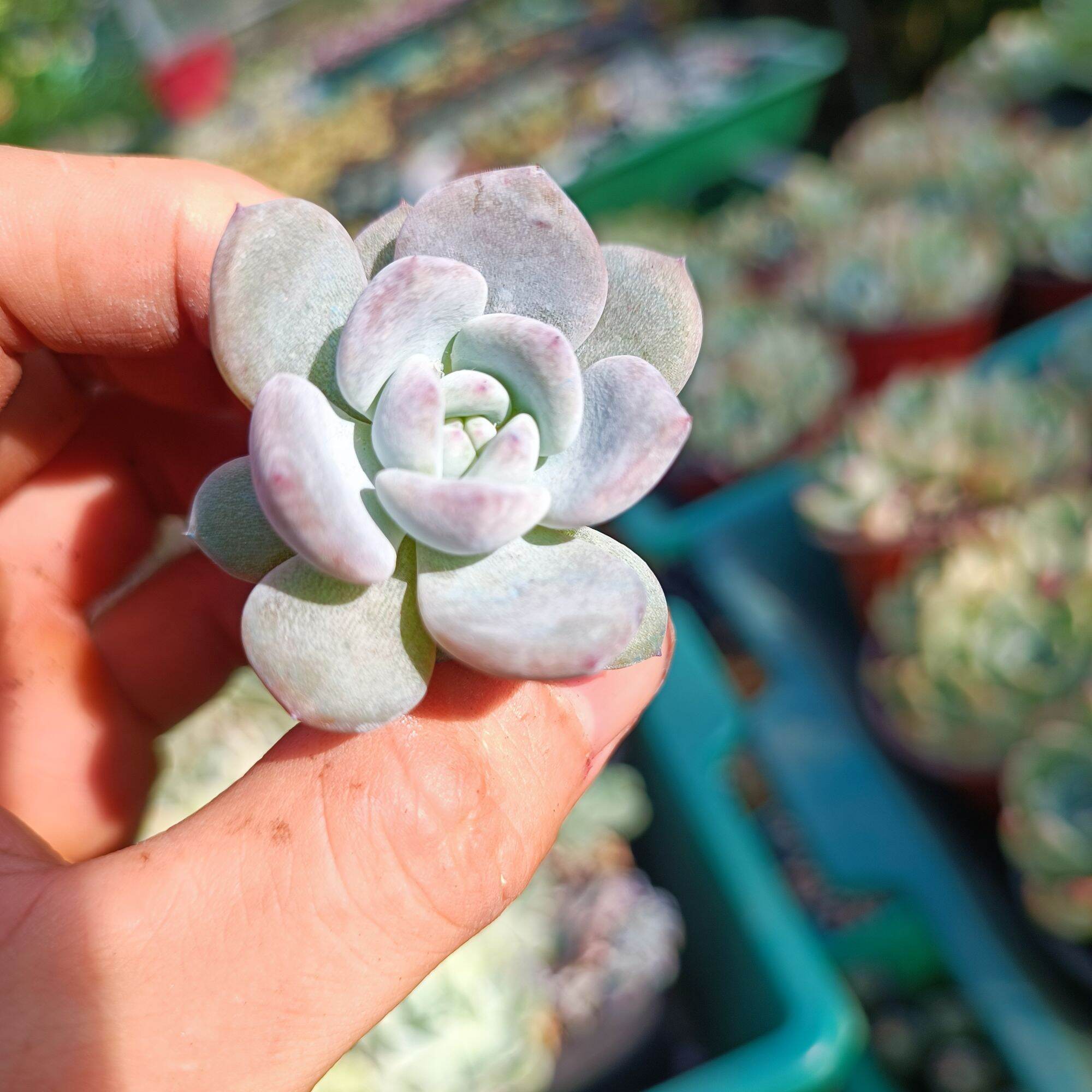 Sale++ Sen Đá Monroe Siêu Đẹp Size 3.5_4 cm.