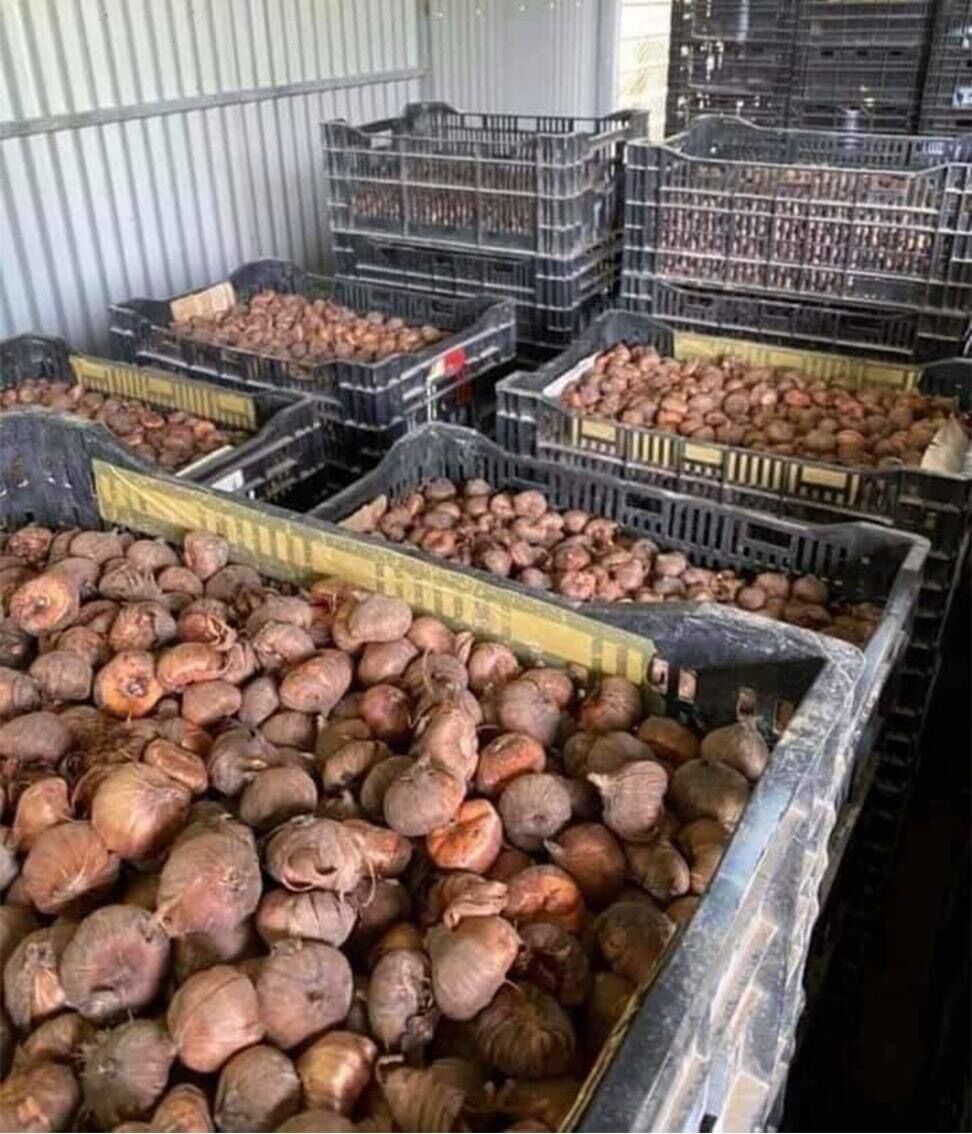 Củ hoa lay ơn chuẩn Tết