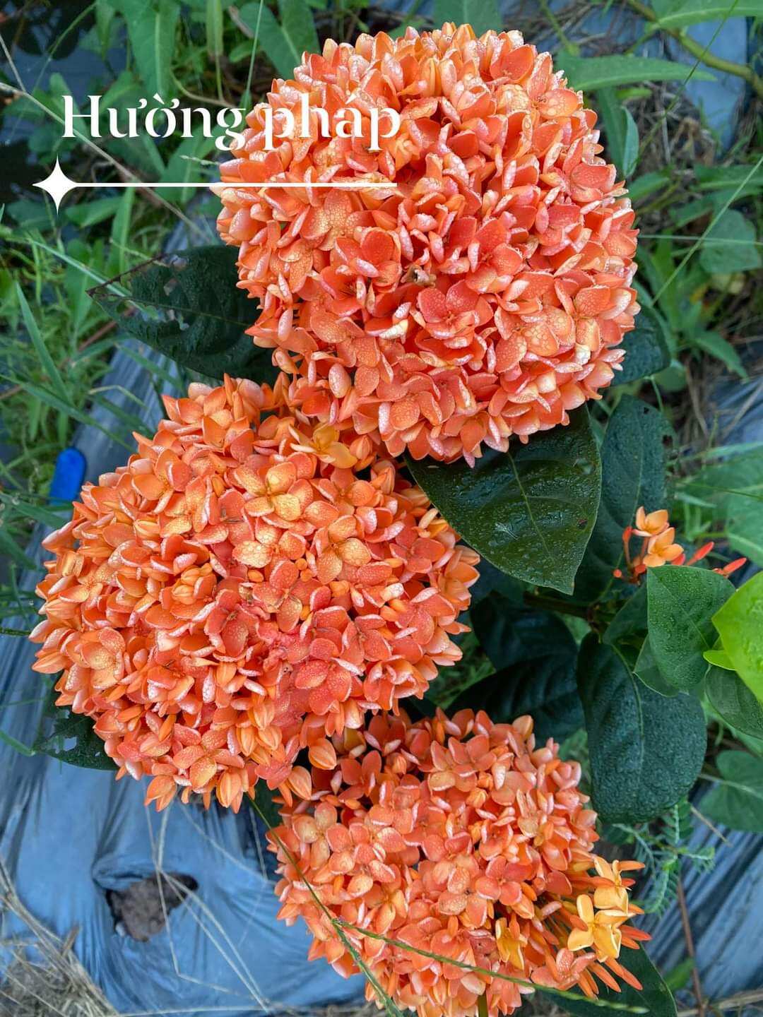 cây giống bông trang pháp hường