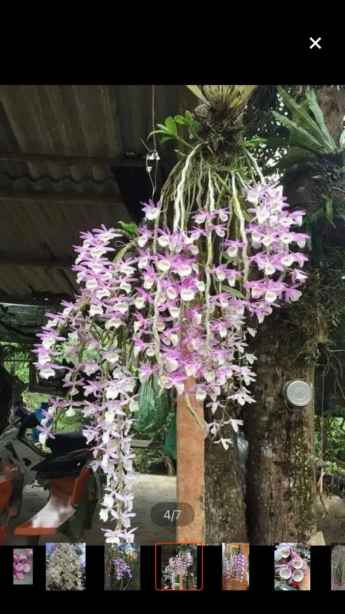Hoa lan hoàng thảo vôi sỉ 25k(1 bó)