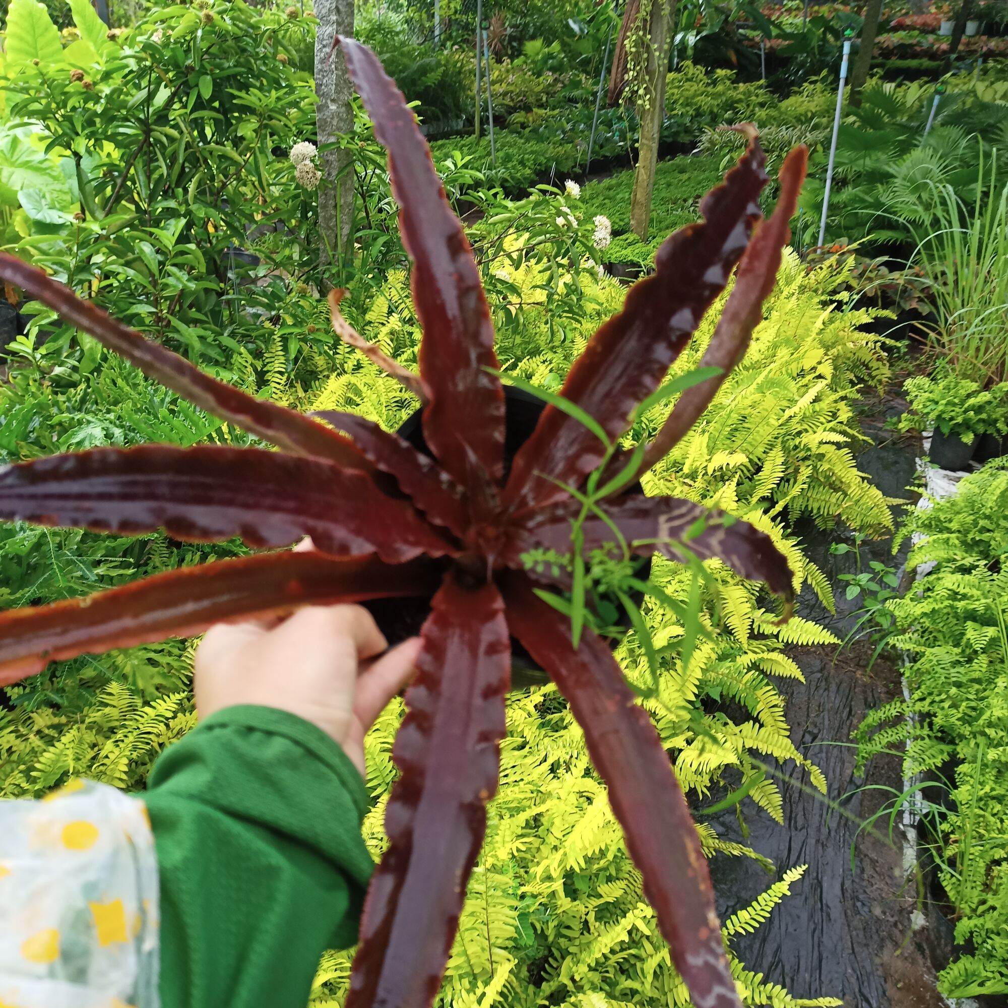 Cây dứa nam mỹ màu nâu
