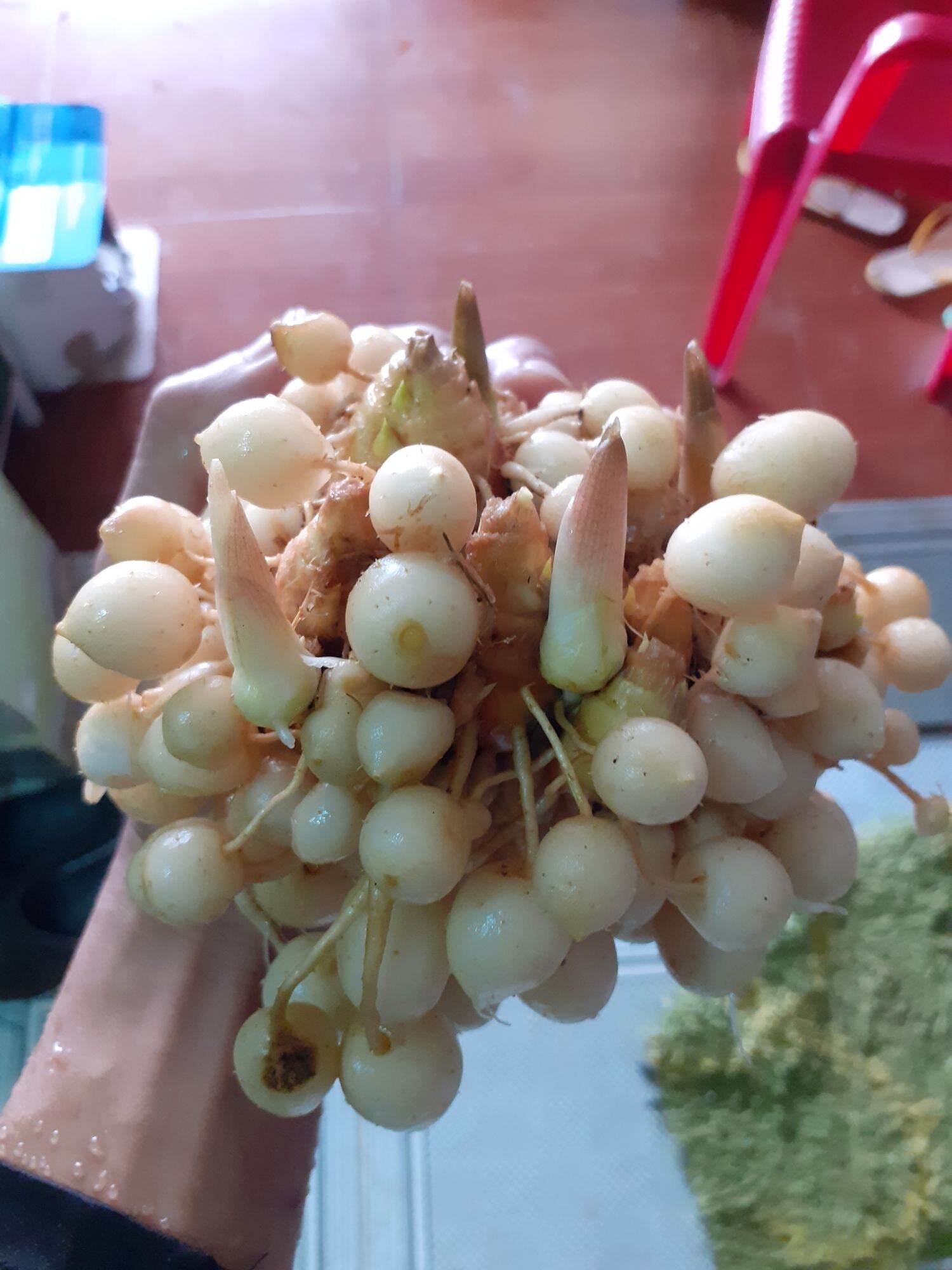củ tam thất nam tươi 200g