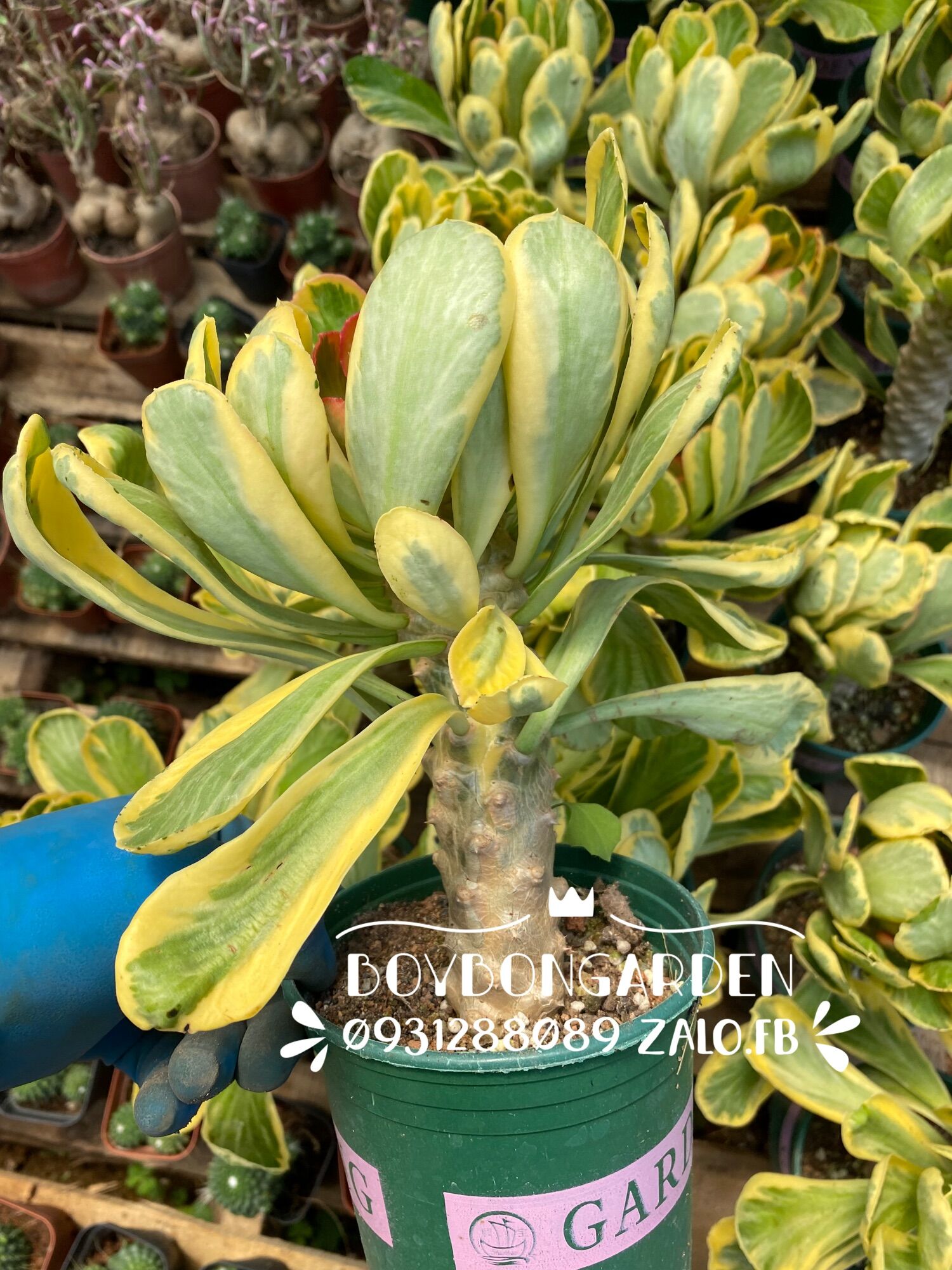 cây xương rồng mũ đục kì lân var