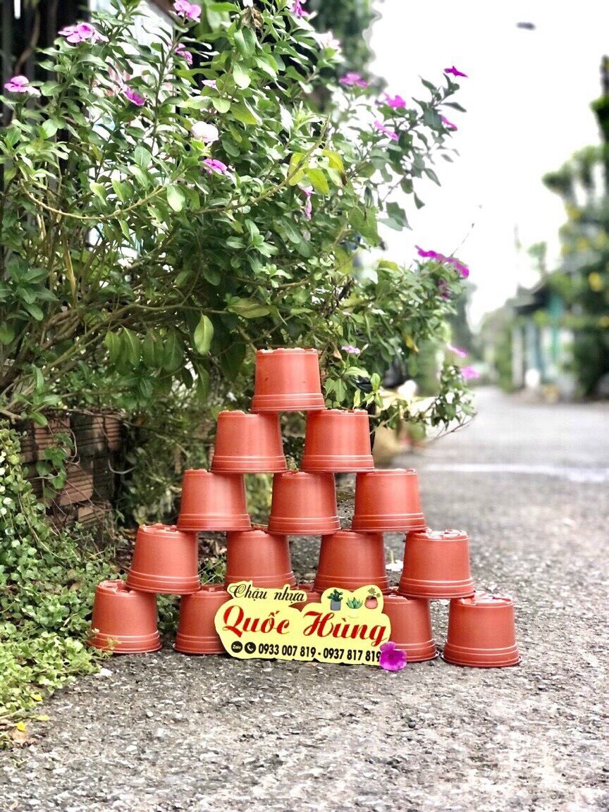 Combo 50 chậu nhựa trồng sen đá T10