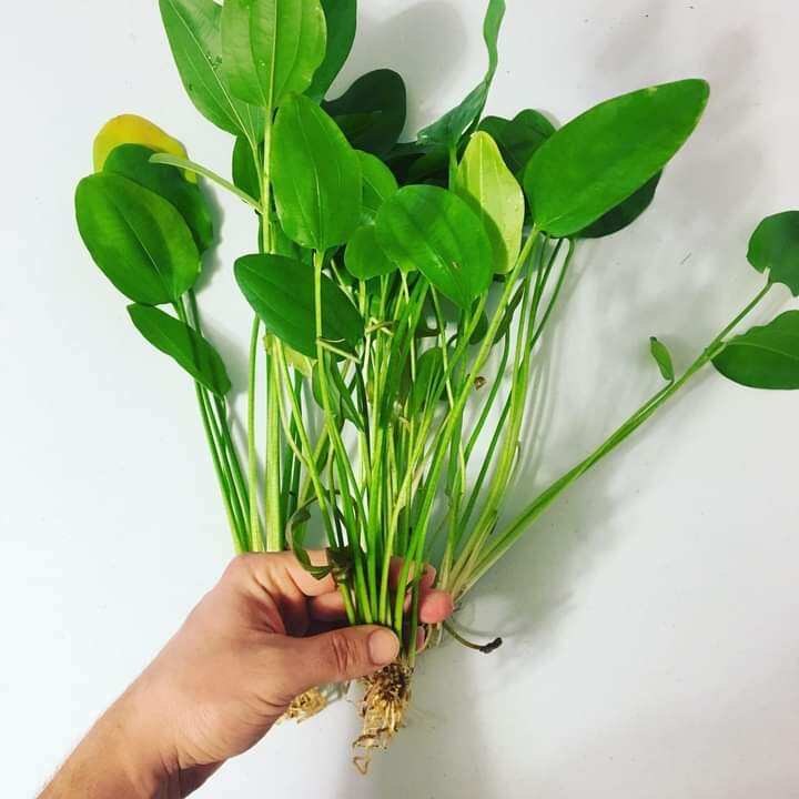 Cây giống bách thủy tiên