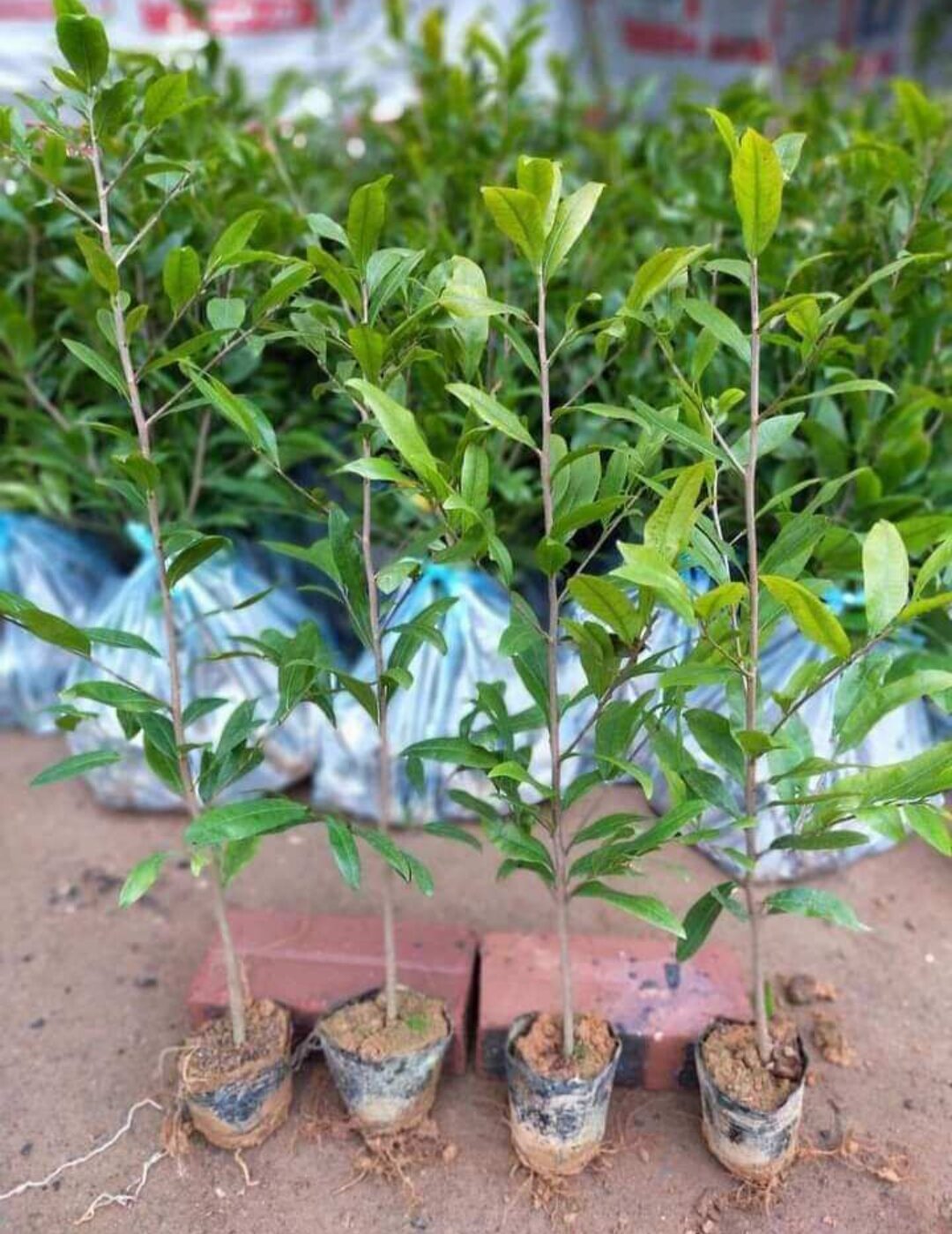 Cây Mai Trắng - Bạch Mai (cây giống)
