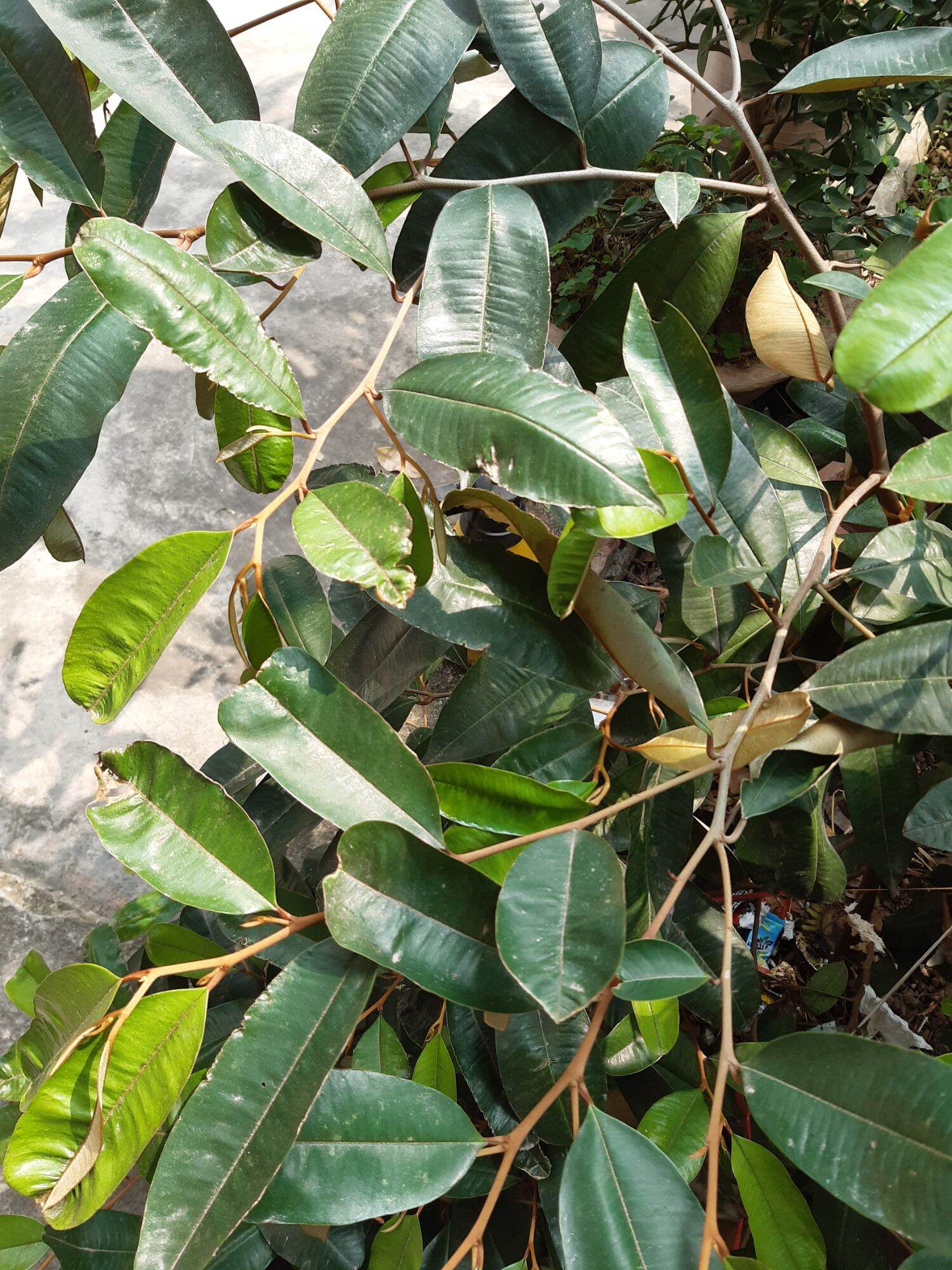 1kg lá vú sữa tươi