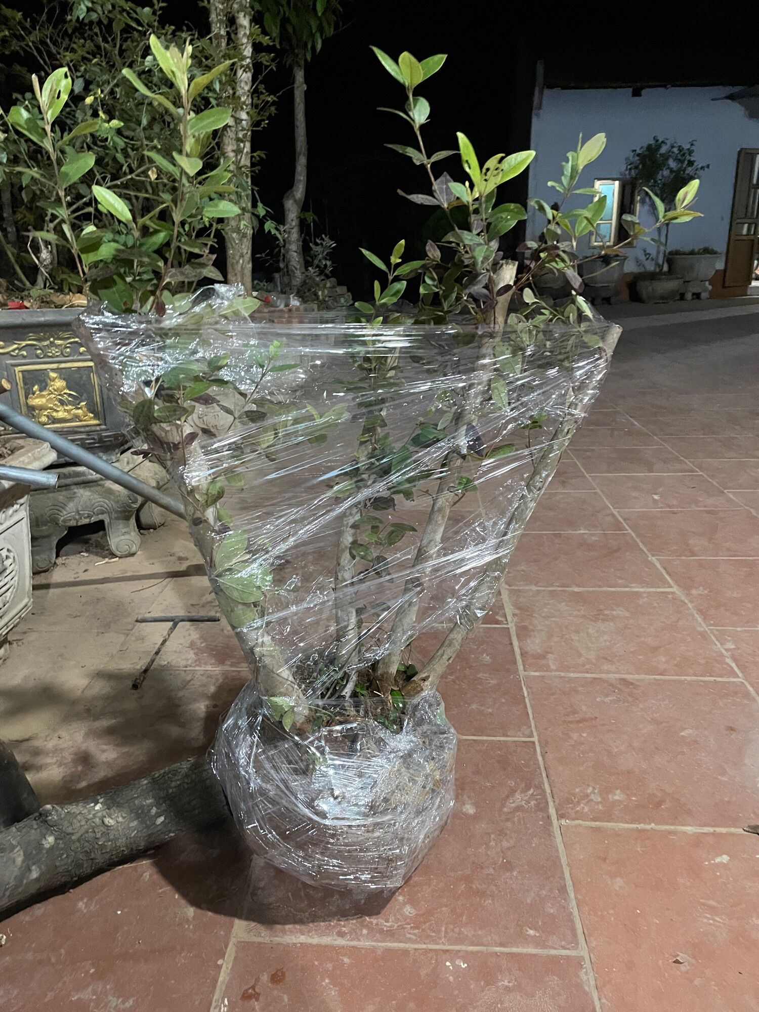 Cây hoa sim rừng 16-20kg