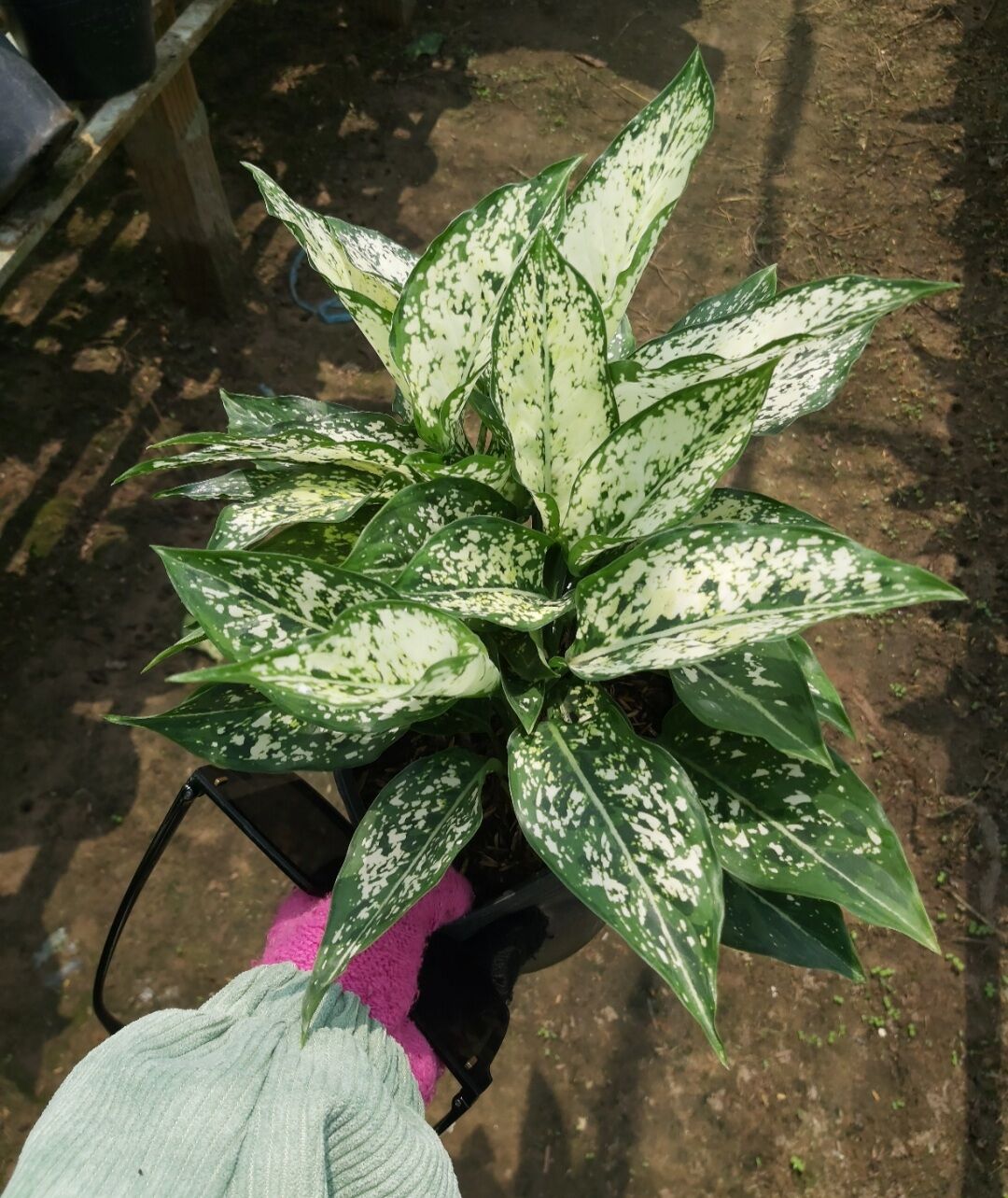 Cây ngọc ngân 3 thân trở lên (ảnh thật)