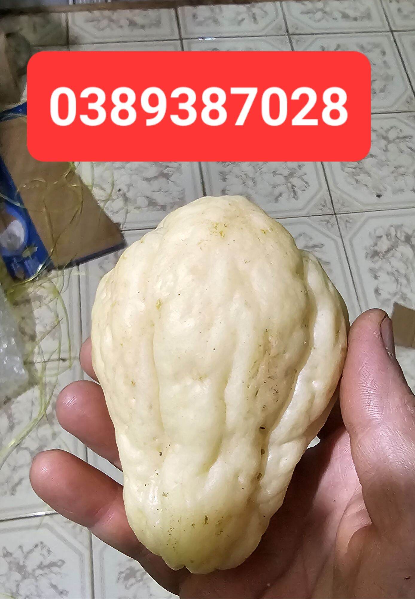 trái su su trắng giống,1 quả(loại mới)
