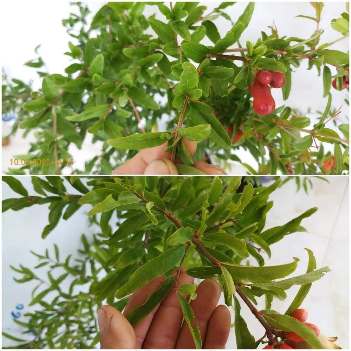 Cây lựu đỏ Ấn Độ - trái to, màu đỏ, rất ngọt