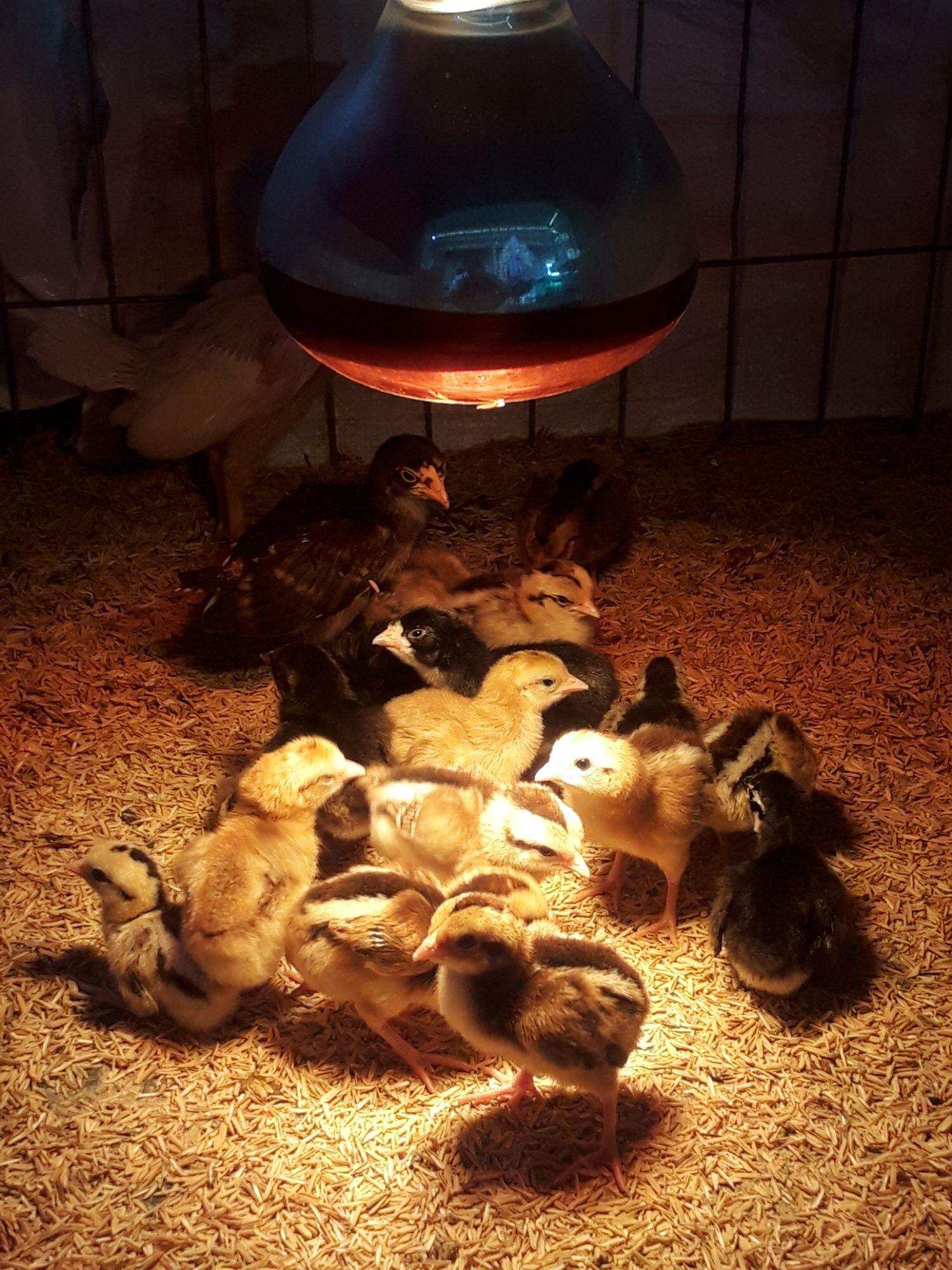 GÀ NÒI VIỆT RẶC ,10 TRỨNG GÀ NÒI VIỆT ẤP NỞ CON GIỐNG .TRẠI GÀ NÒI THÀNH ĐÔNG LONG AN.