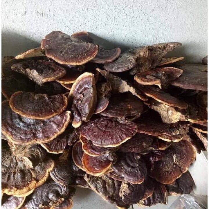 500g nấm linh chi rừng