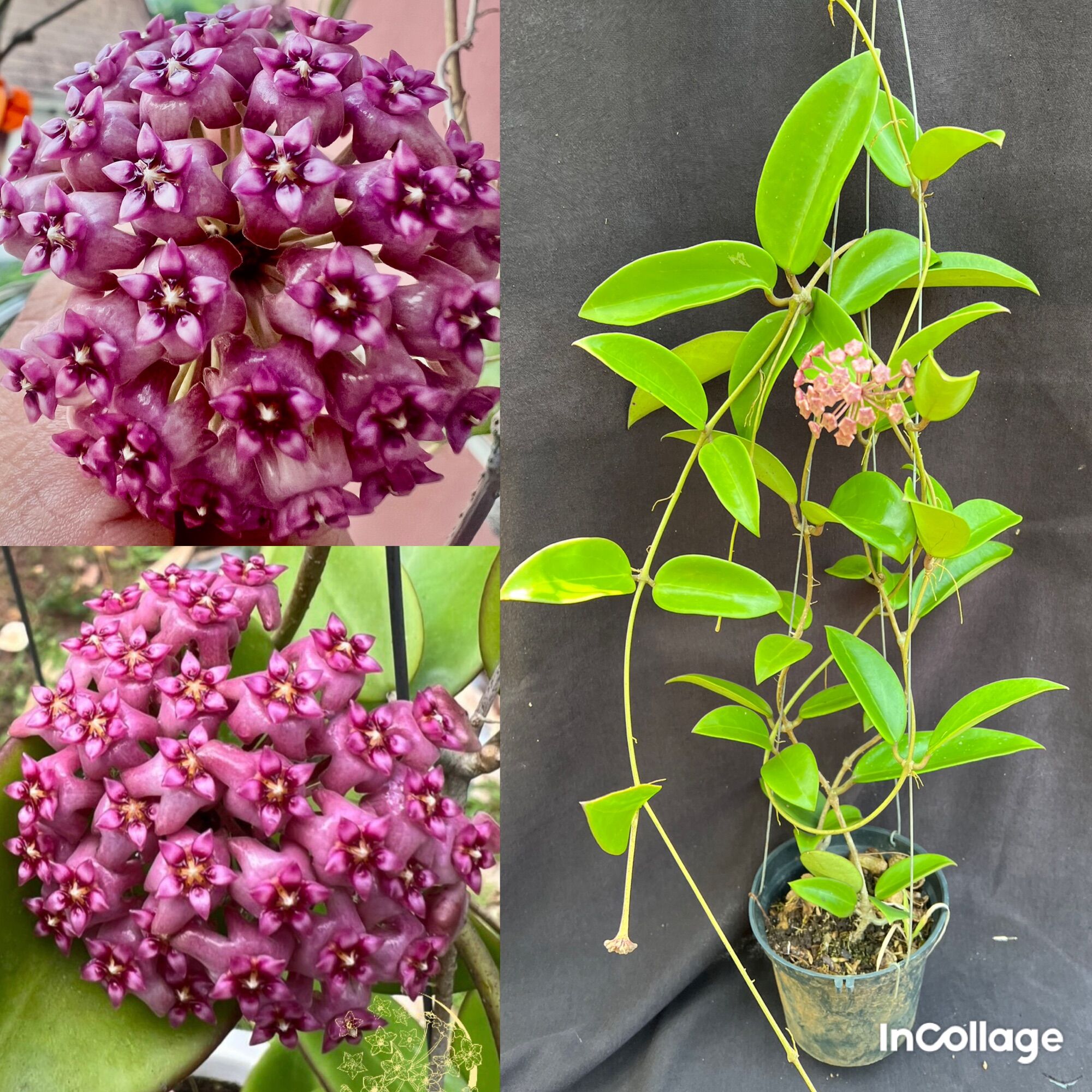 Chậu hoa Cẩm cù SP Hải Phòng thân leo size lớn như hình, hoa đẹp và rất thơm, ra hoa quanh năm