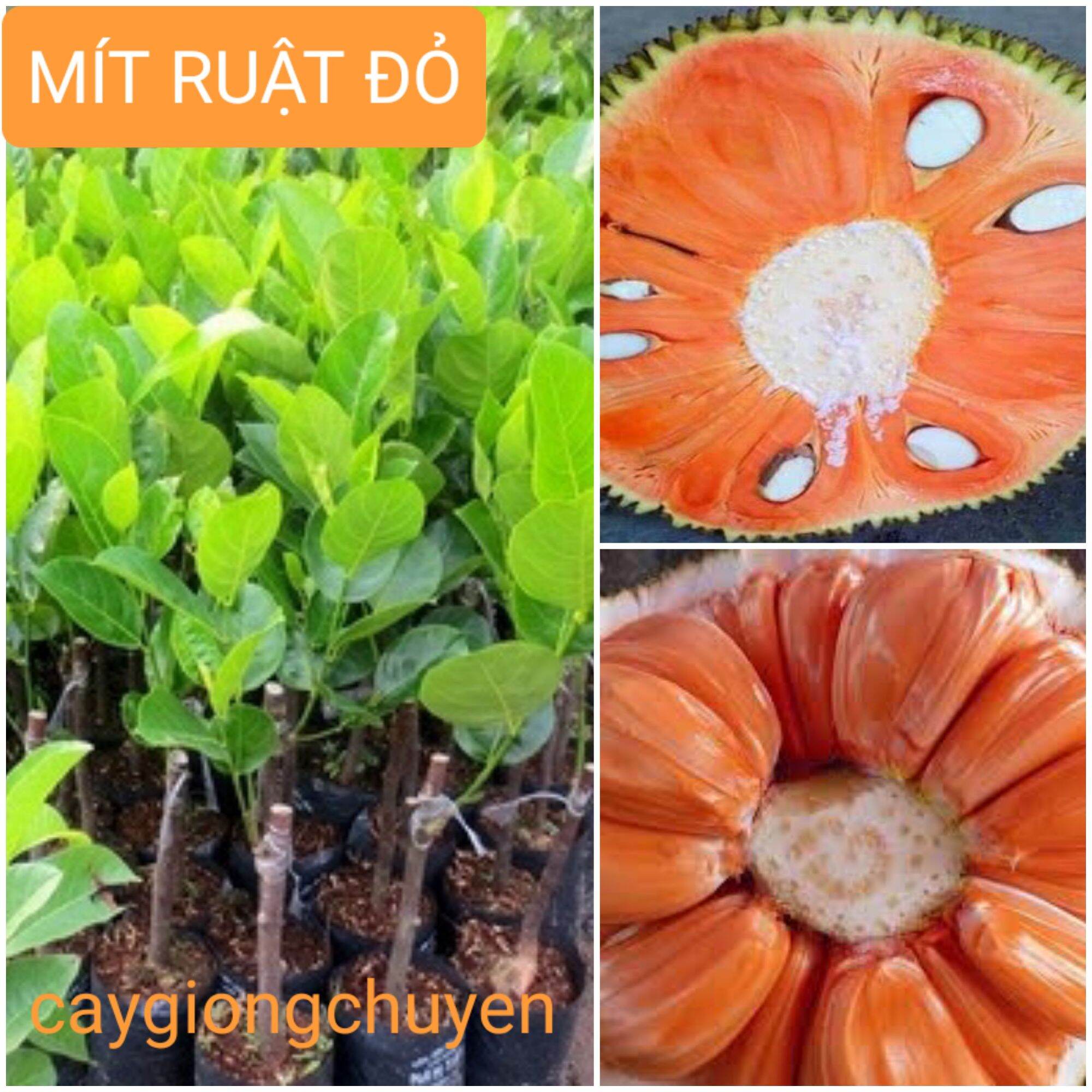 Cây mít múi đỏ ghép