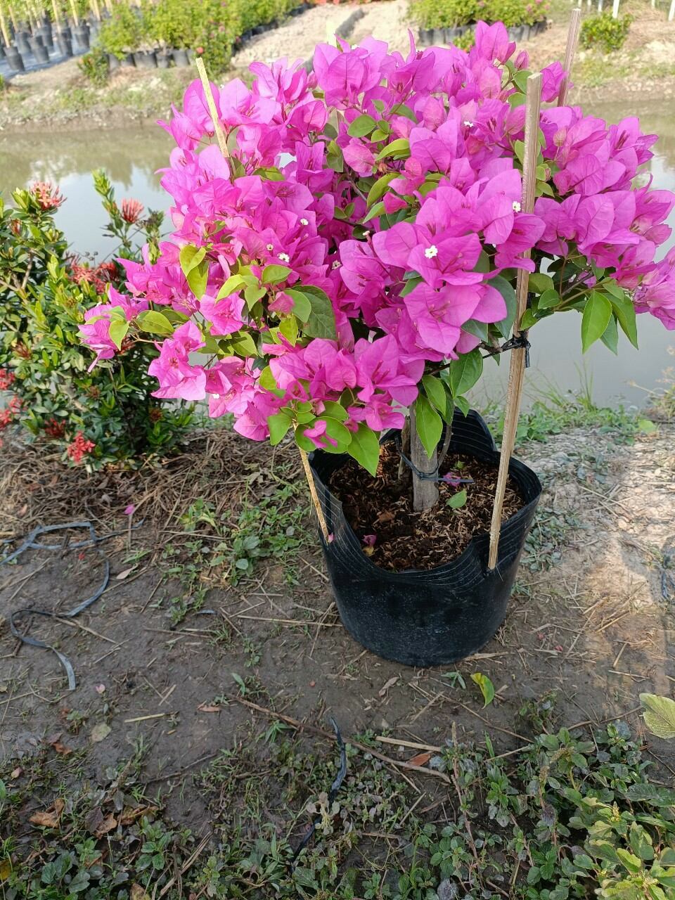 cây giấy  đỏ hồng siêu hoa