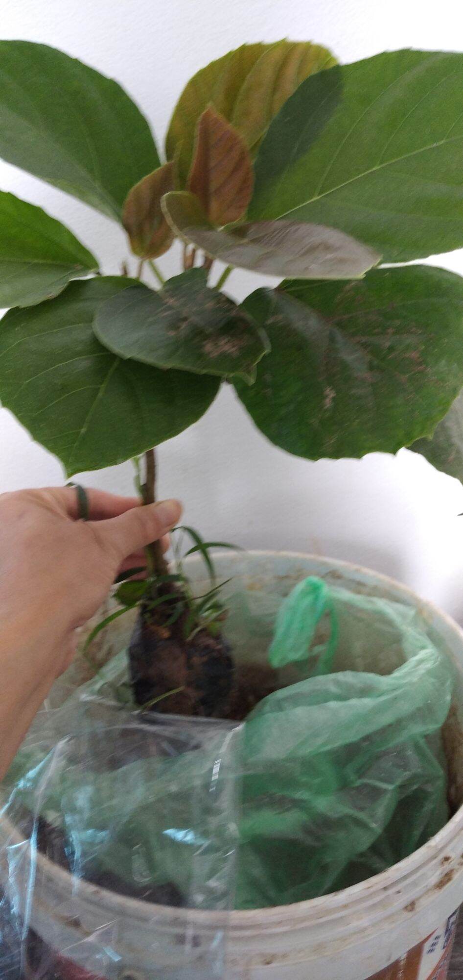 Cây Vả  giống ( sung vả)