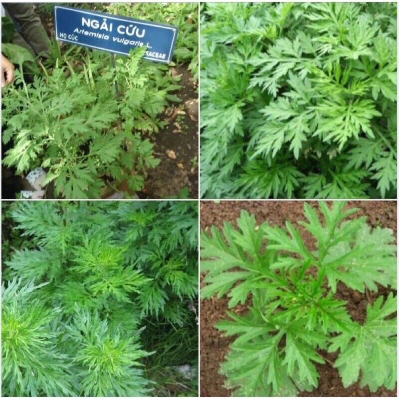 Cây ngải cứu (3 cây 8k)