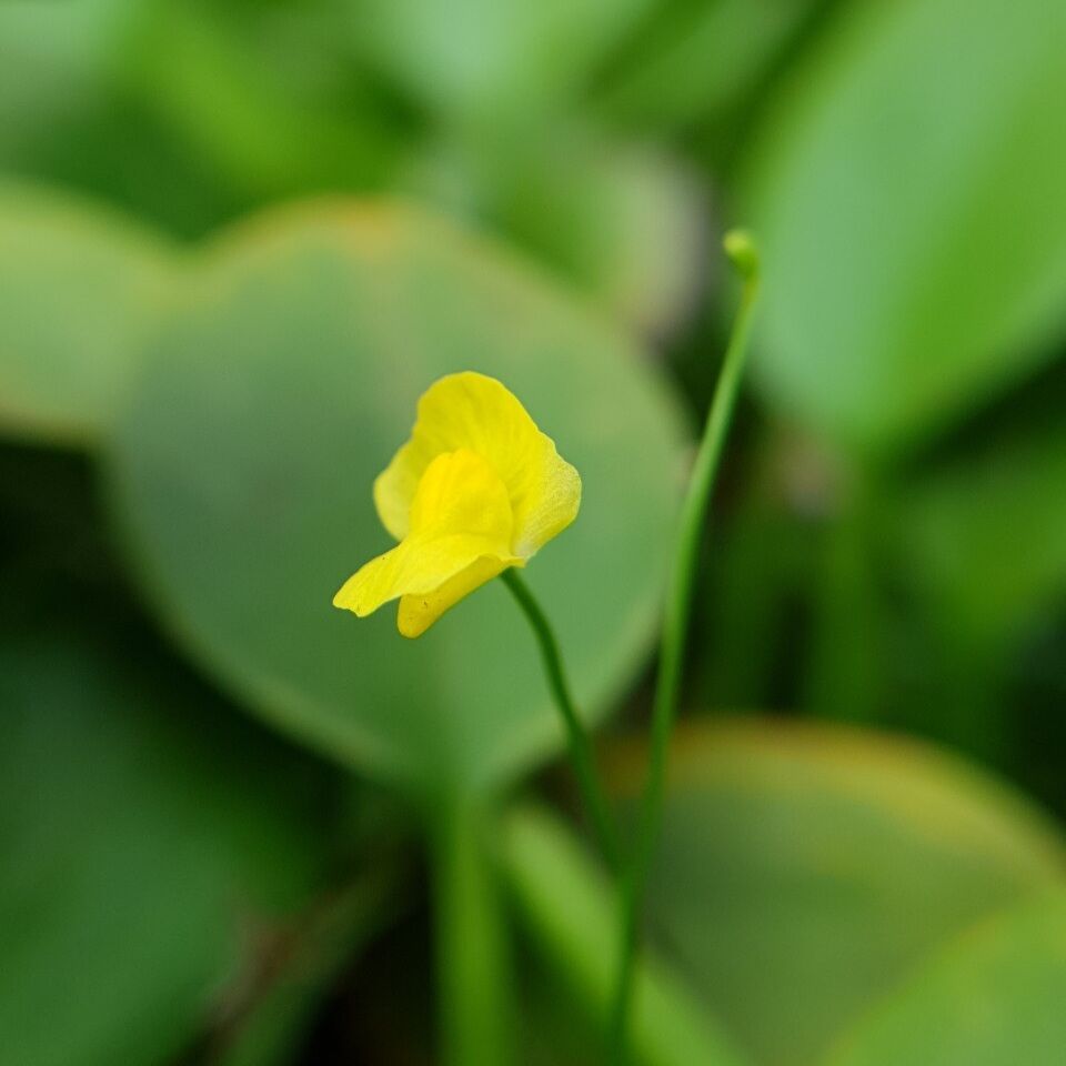 Bèo nhật thủy sinh  (5 cây)