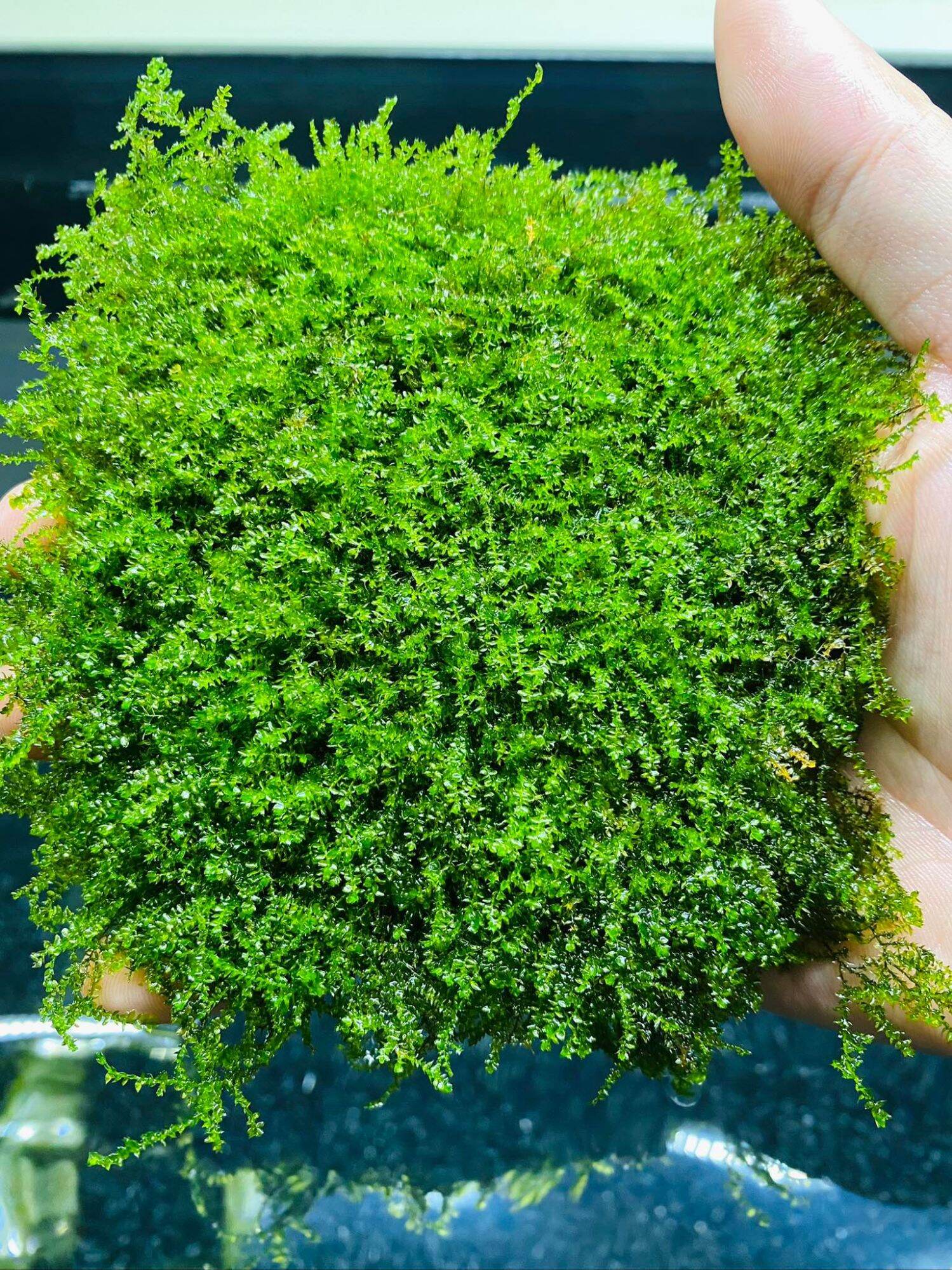Rêu thủy sinh. Dùng để dán lên lũa Bonsai, gỗ lũa, đá. Vỉ 10x10 cm