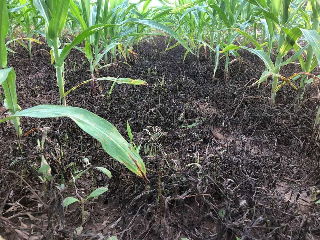 Cỏ cháy Glyphosat Diệt sạch mọi loại cỏ
