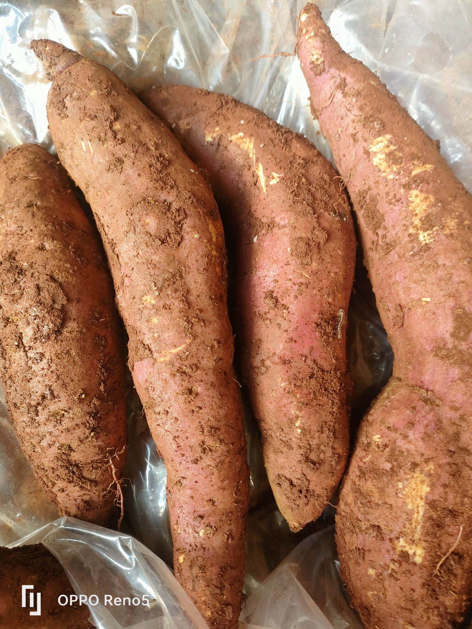 5kg khoai mật tà nung.2-3-4 củ/1kg.