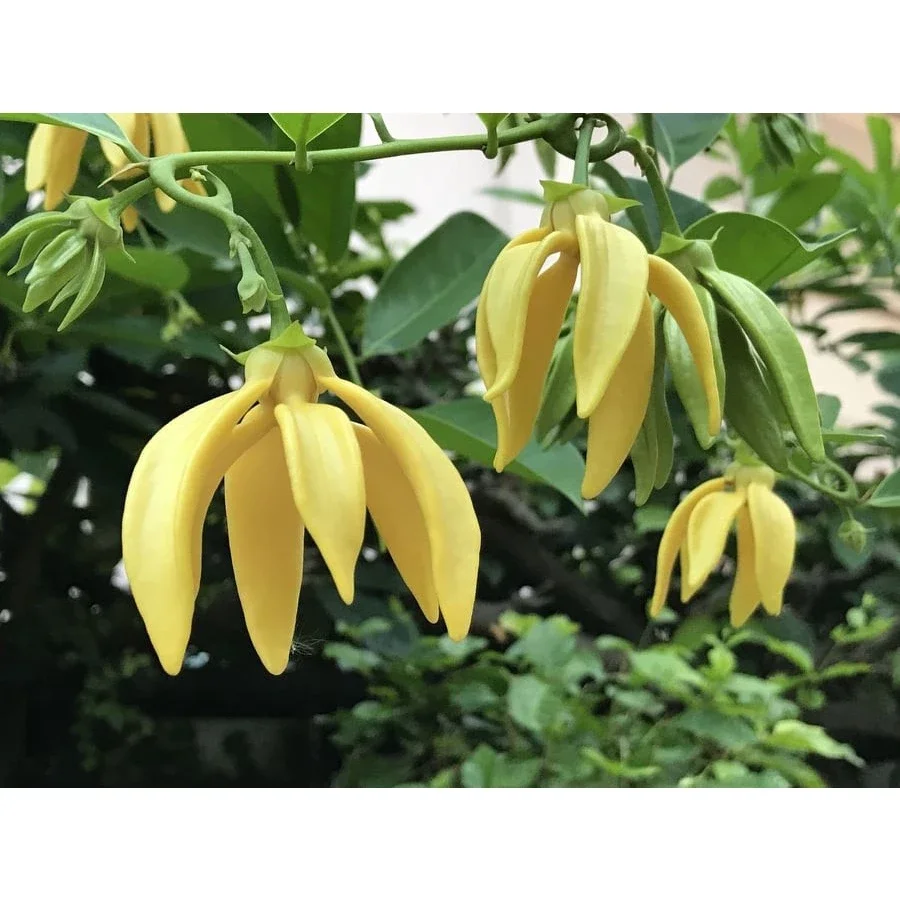 Cây hoa móng rồng hay cây dẻ thơm