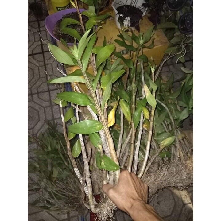 Hoa Lan Hoàng Thảo Thái Bình(khóm 50cm trở lên)