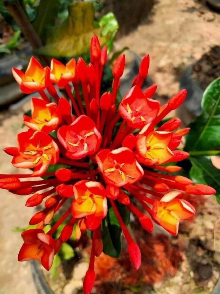 cây giống phụng hoàng lửa