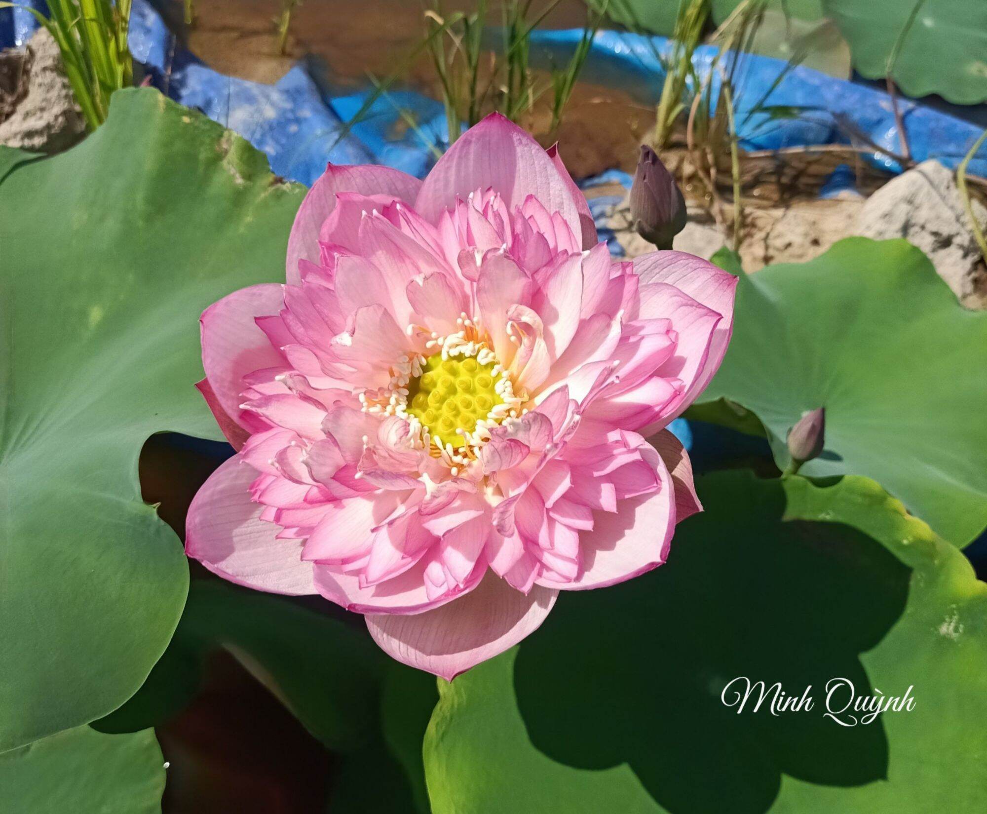 Củ sen Pink Lady