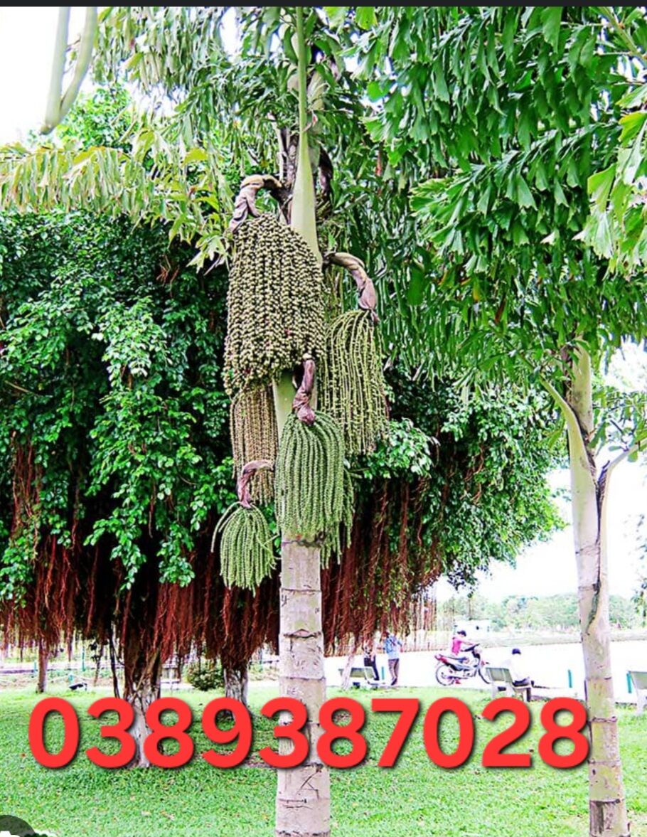 Rễ cây đủng đỉnh,200g