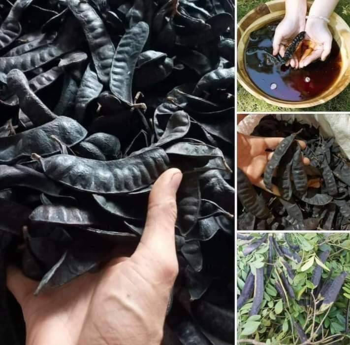 TRÁI BỒ KẾT KHÔ 100 GR