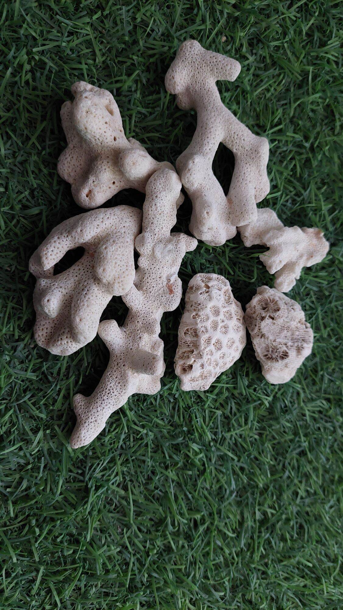San hô vụn 1kg