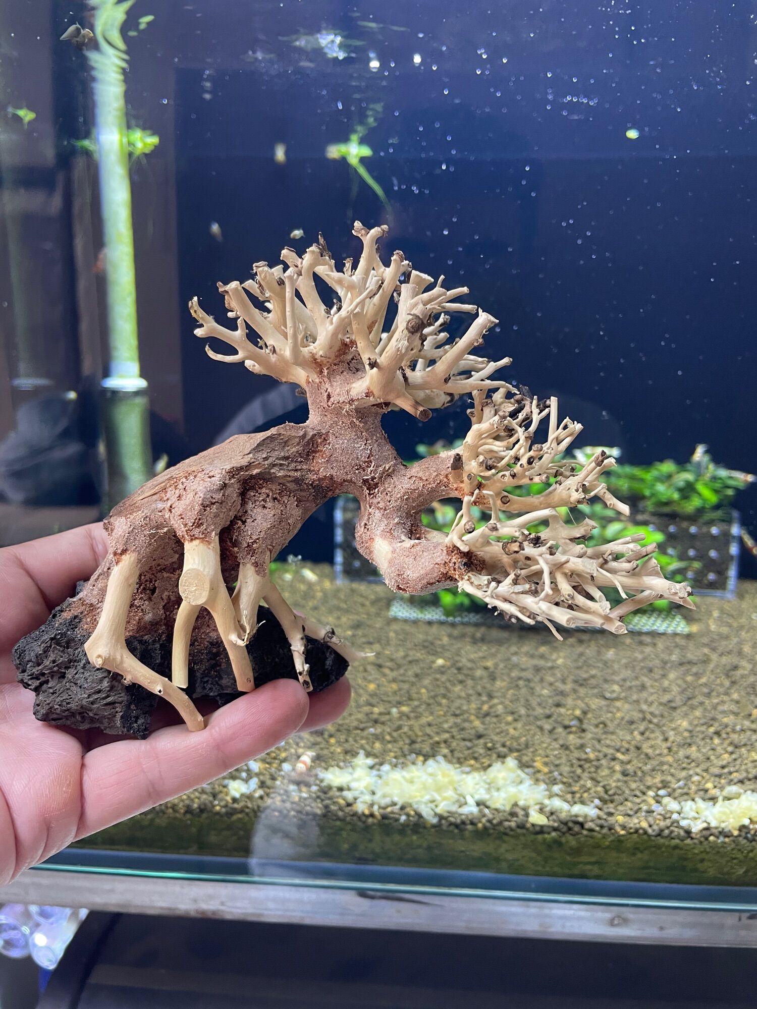 Lũa bonsai tiêu chuẩn đế đá cao 10cm dài 15cm