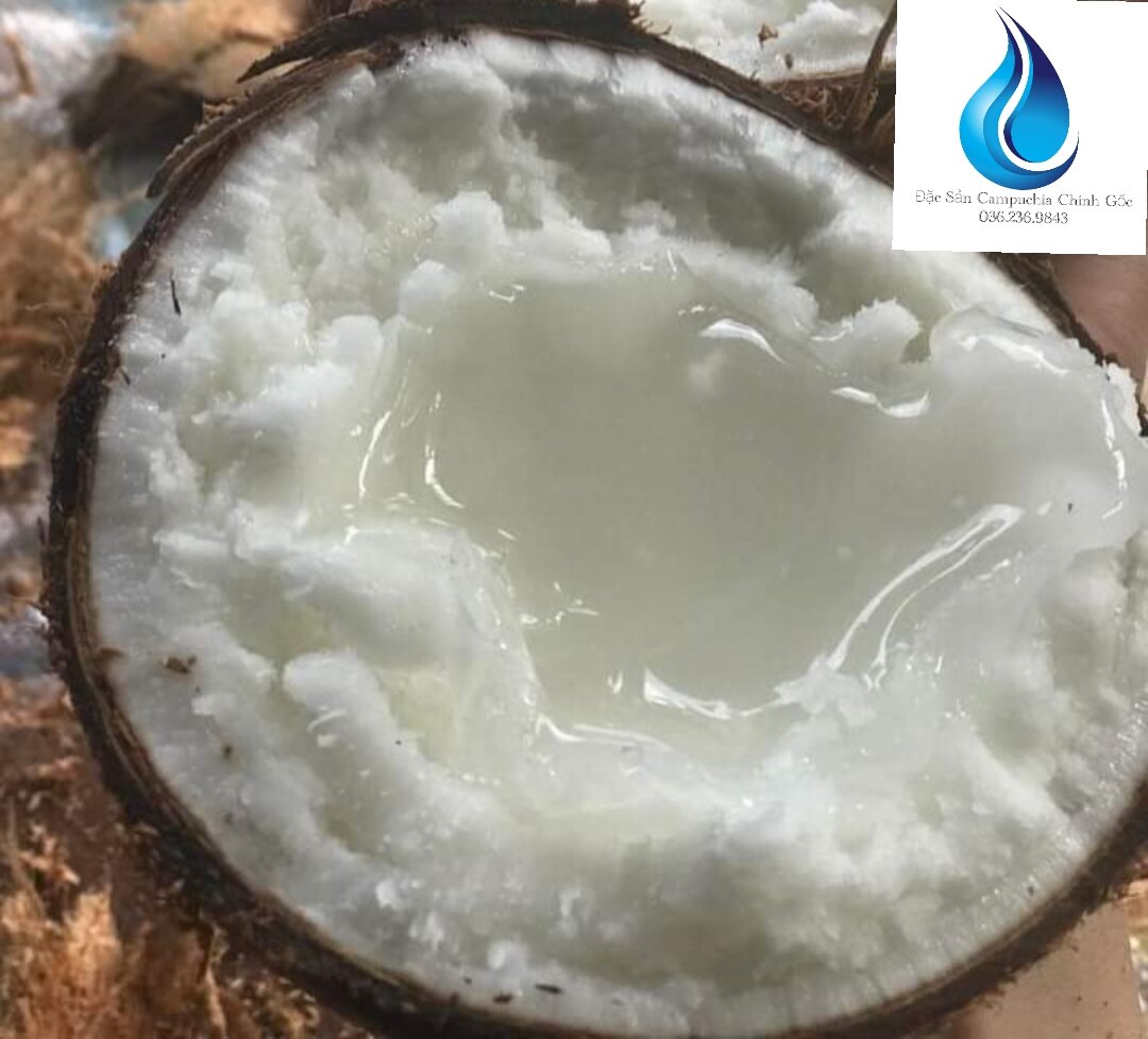 Dừa Sáp Đặc Biệt Trái 1.3kg