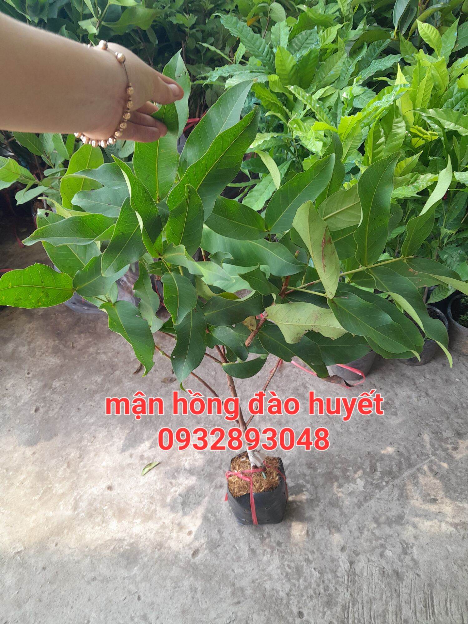Cây giống mận hồng đào huyết xua không hạt ,cam kết chuẩn giống