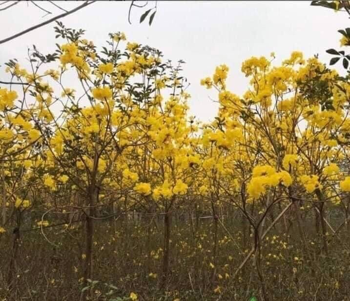Giống cây phong linh hoa vàng