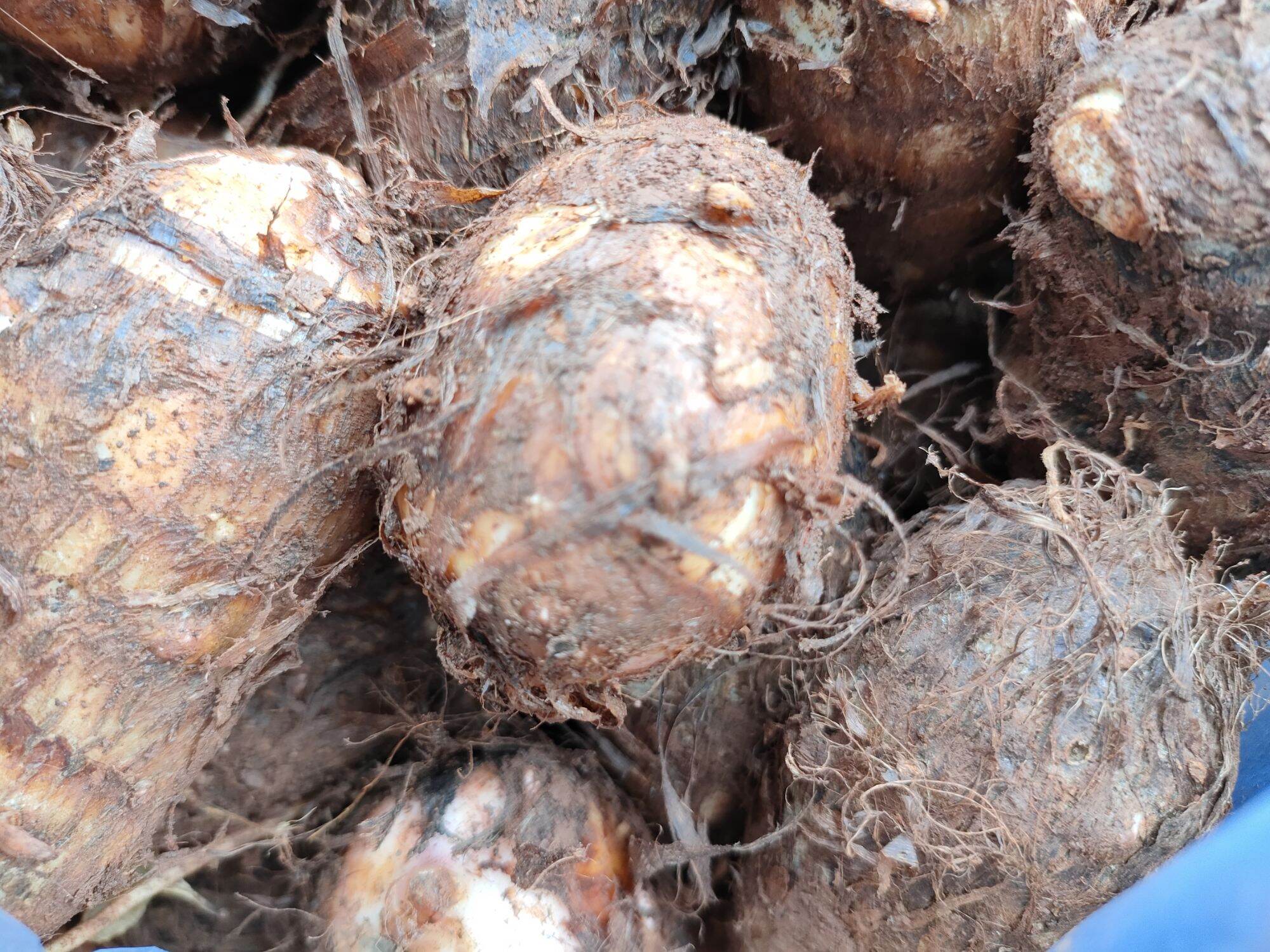 KHOI SỌ ĐĂKLĂK 2kg
