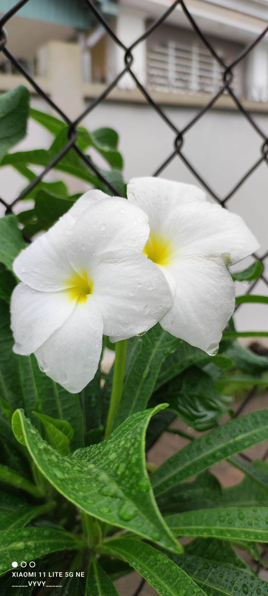 Cây Sứ Hoả Tiễn