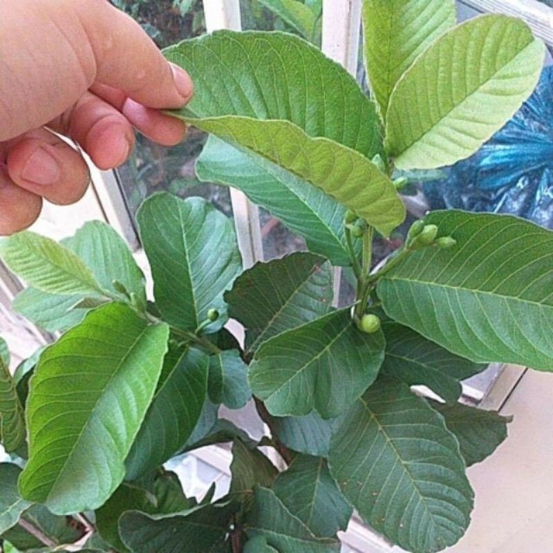 cây ổi ruby ruột đỏ, không hạt, bầu to, cây đẹp. mới về.