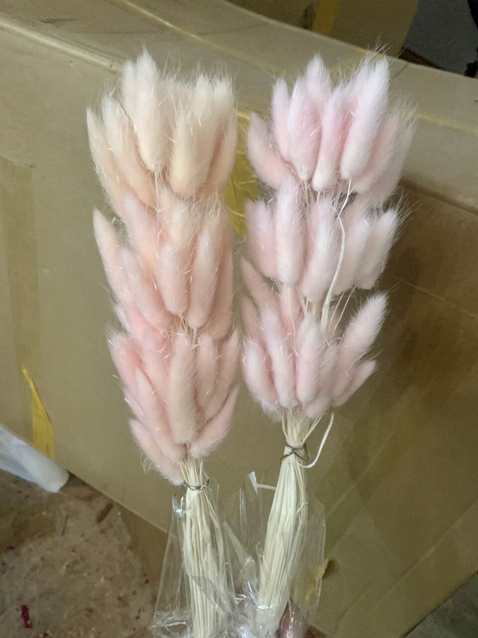 Hoa Cỏ Đuôi Thỏ Khô Trang Trí Decor (60 bông/ bó)