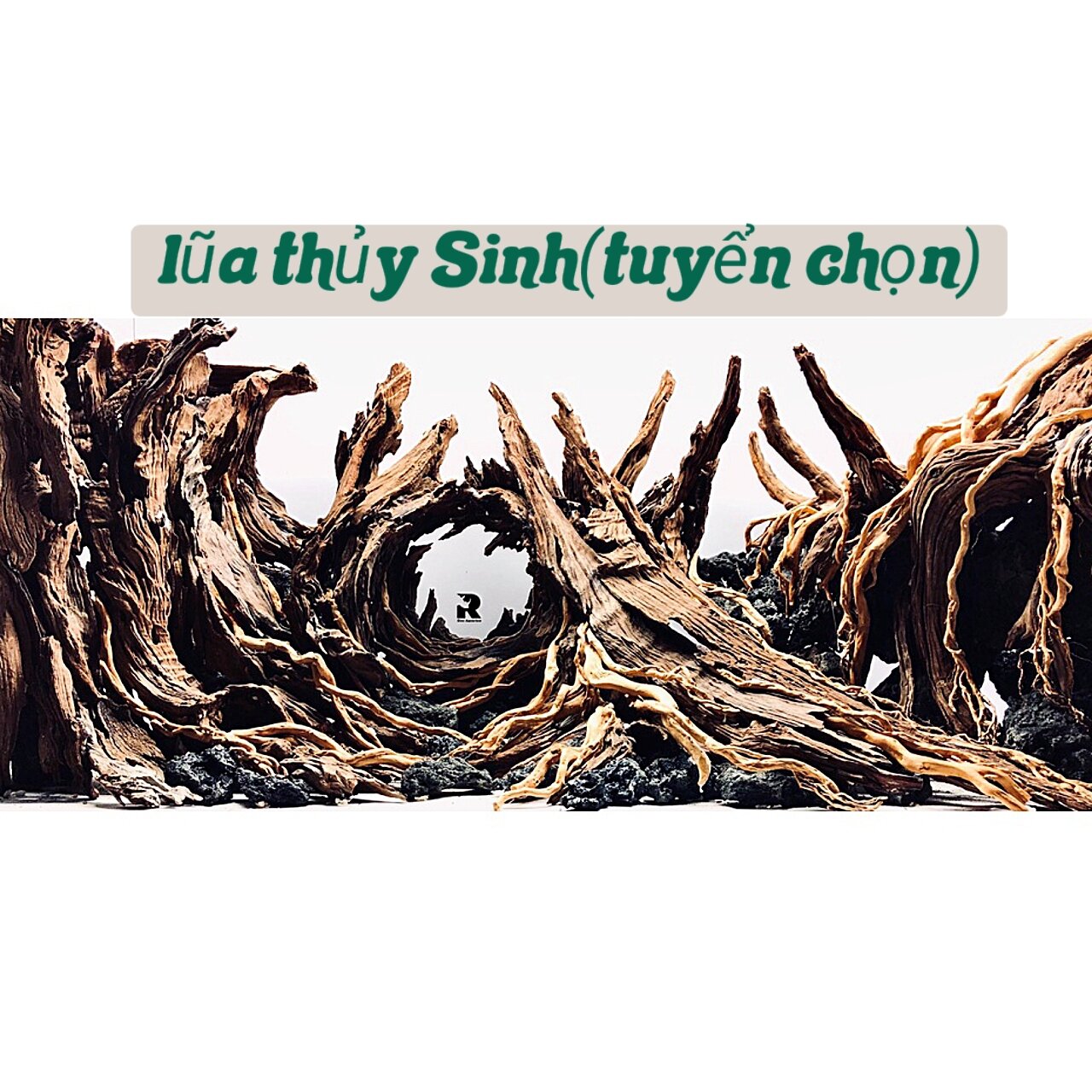 lũa thủy Sinh trang trí bể cá săn mồi cá lóc vây xanh